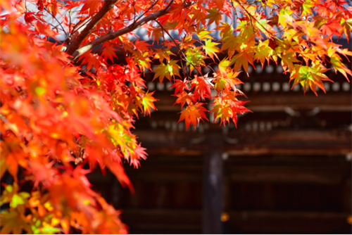 上一篇：欧神诺瓷砖：秋分时节，送你一份秋日的独家回忆