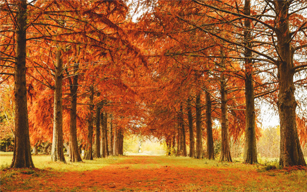 是无限的憧憬秋天是丰收的季节其实不然是萧索,凄凉,颓唐的象征秋天是